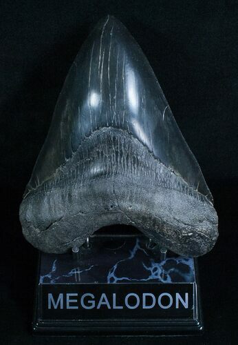Massive Megalodon Tooth (RESTORED) #6063